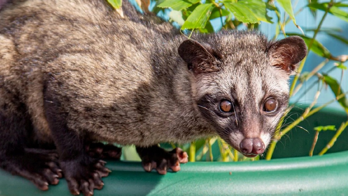 Three arrested in Kelantan for unlicensed possession of protected palm civet cubs