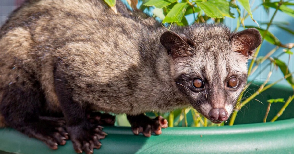 Three arrested in Kelantan for unlicensed possession of protected palm civet cubs