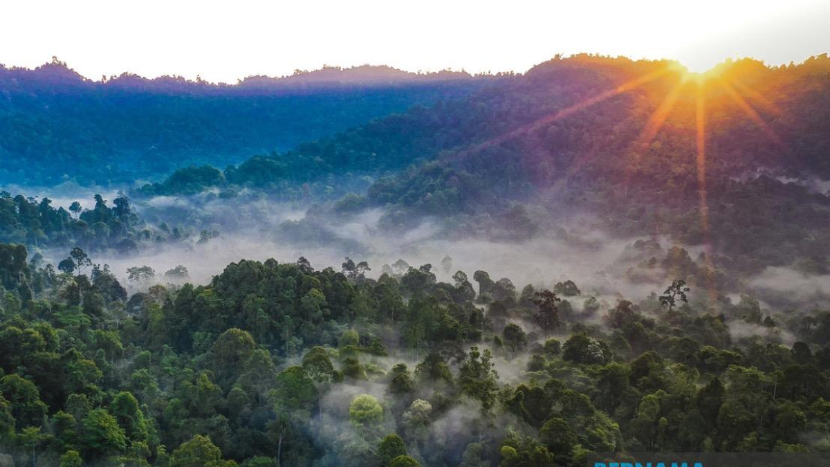 Kelantan Commits to Replacing All Degazetted Forest Reserves