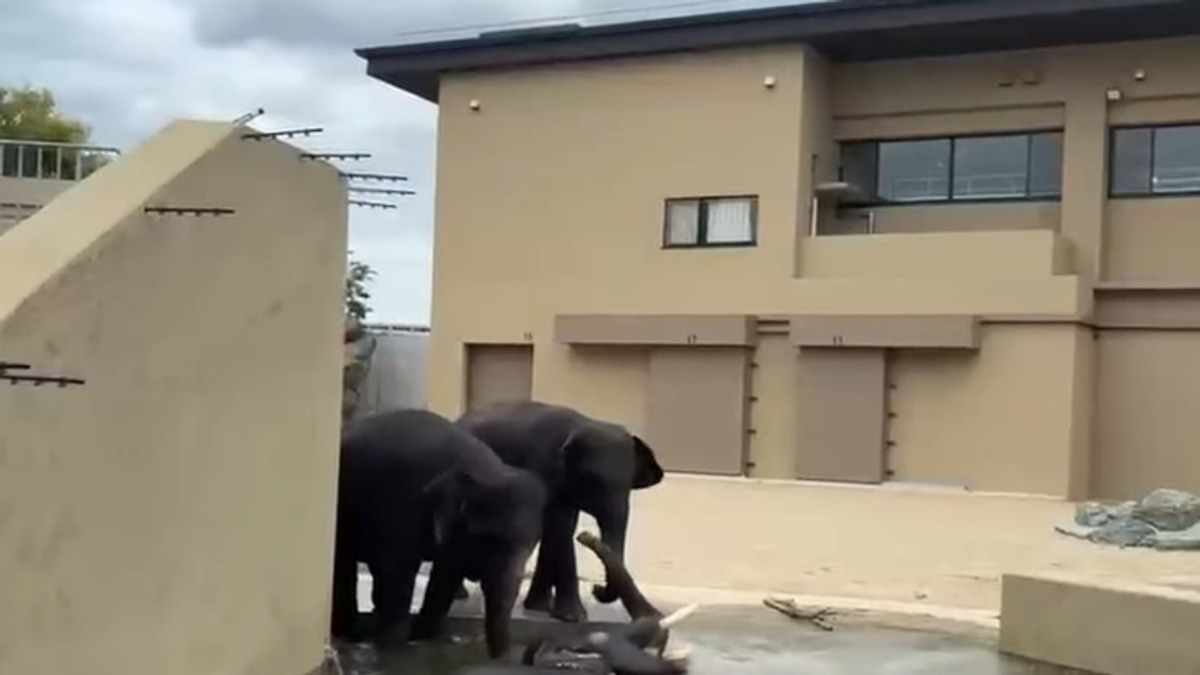 Malaysian Elephants Thriving at Japan's Tennoji Zoo, Says Taiping Council