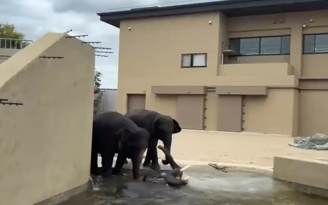 Malaysian Elephants Thriving at Japan's Tennoji Zoo, Says Taiping Council