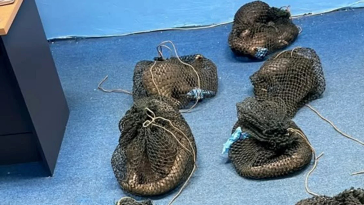 Filipino man detained after 10 live pangolins and elephant tusk seized in Sabah plantation raid