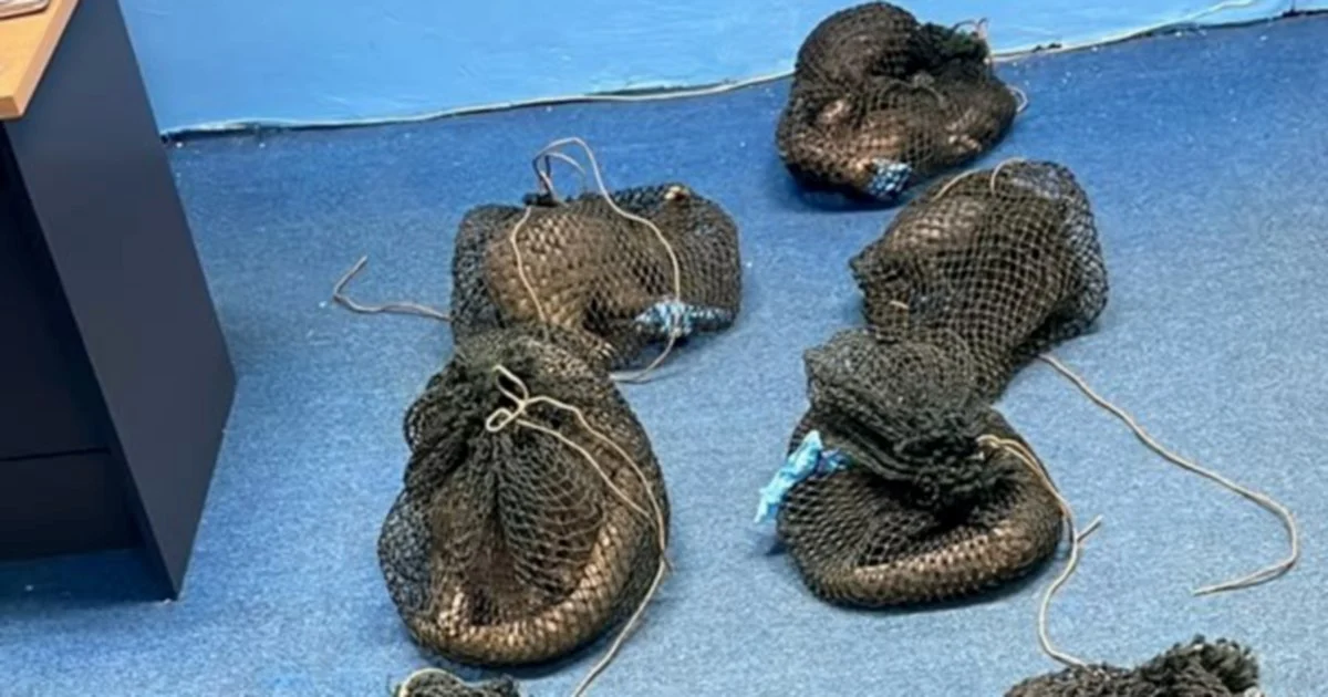 Filipino man detained after 10 live pangolins and elephant tusk seized in Sabah plantation raid