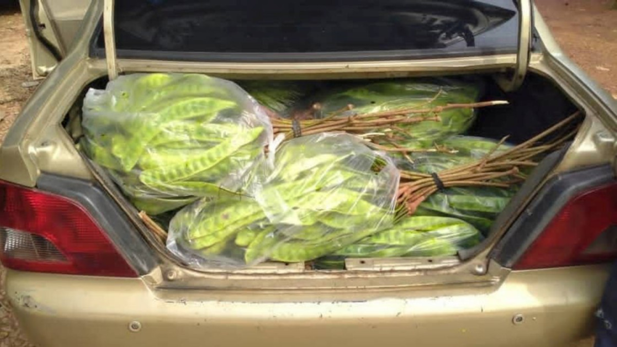 Thai smuggler arrested with RM8,000 worth of petai and pomelos at Kelantan jetty