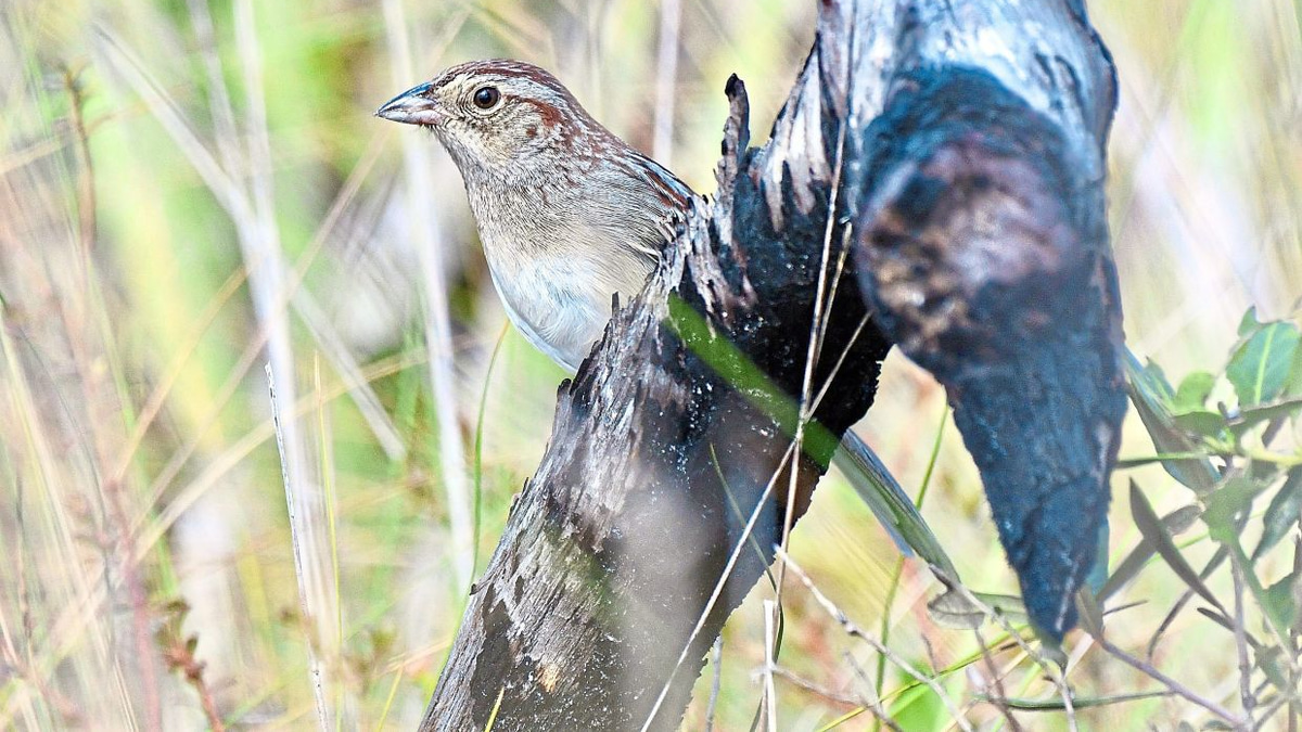 How Habitat Shapes Birdsong: Florida Study Reveals Environmental Influence on Animal Communication