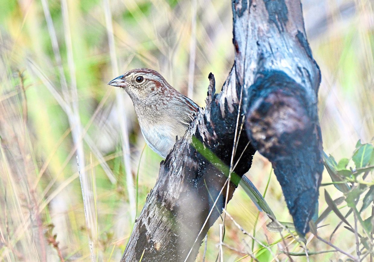 How Habitat Shapes Birdsong: Florida Study Reveals Environmental Influence on Animal Communication