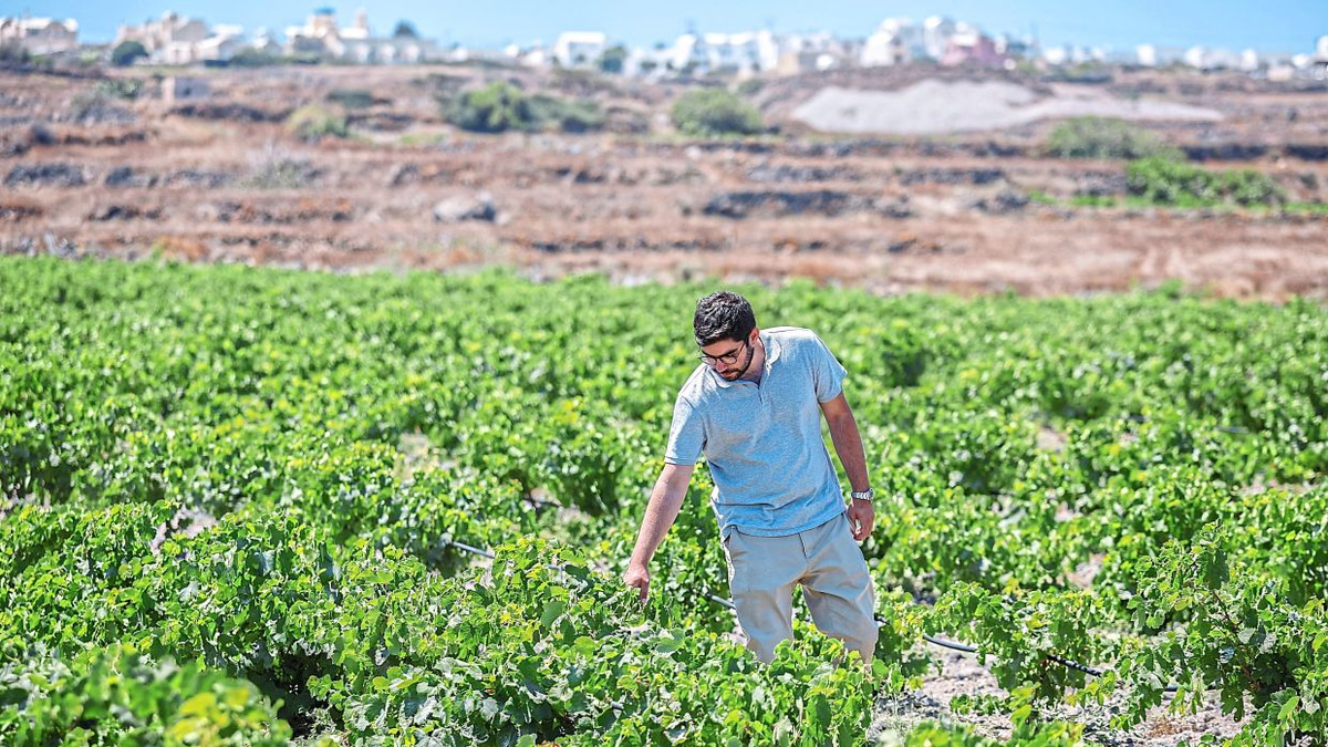 Santorini's Winemakers Fight Climate Crisis With Innovation and Tradition