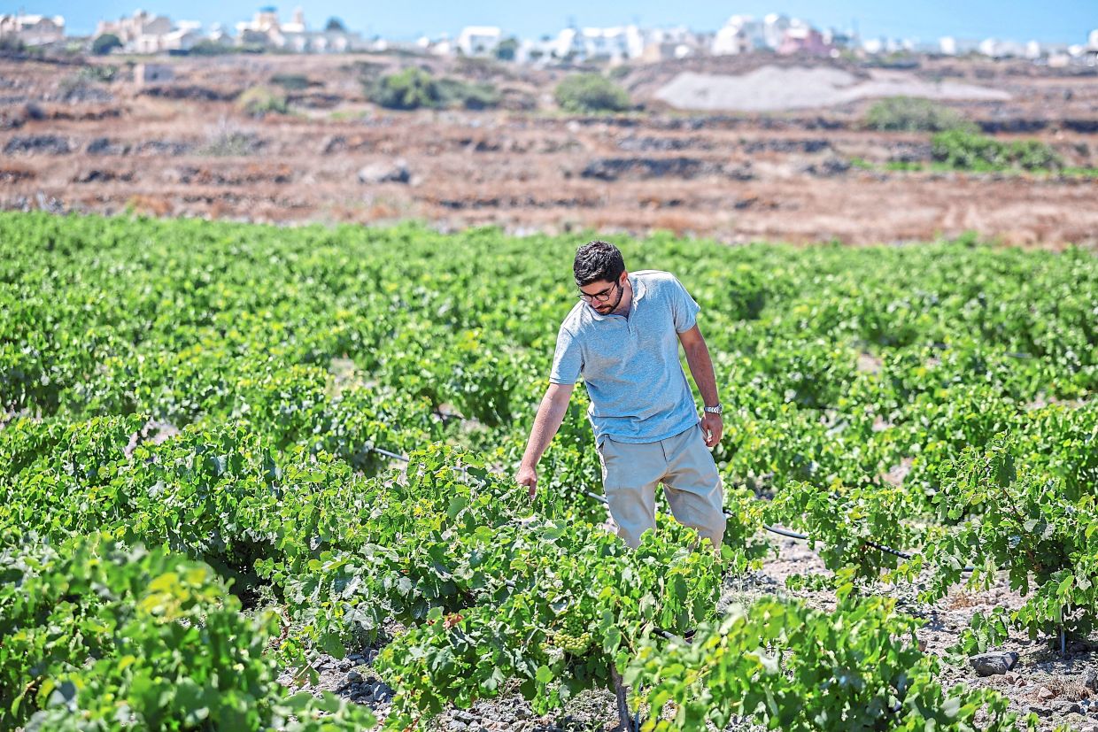 Santorini's Winemakers Fight Climate Crisis With Innovation and Tradition