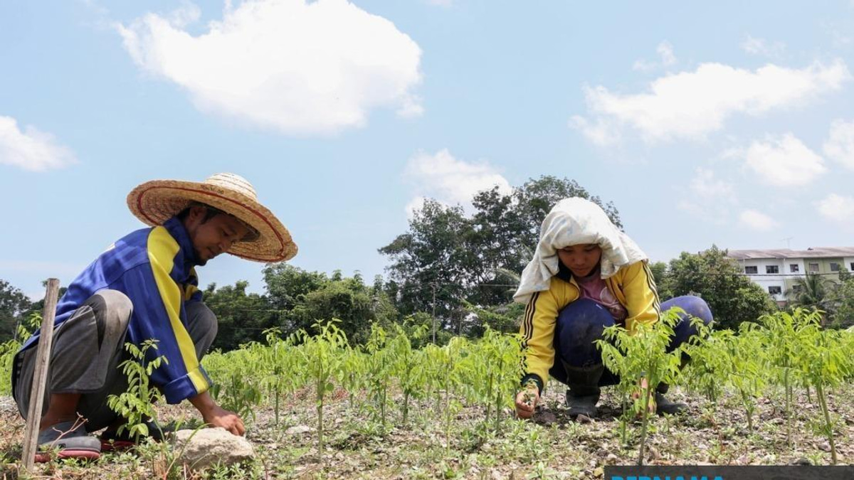 Heat Wave Ravages Crops Across Malaysia as 17 Areas Face Level 1 Alert