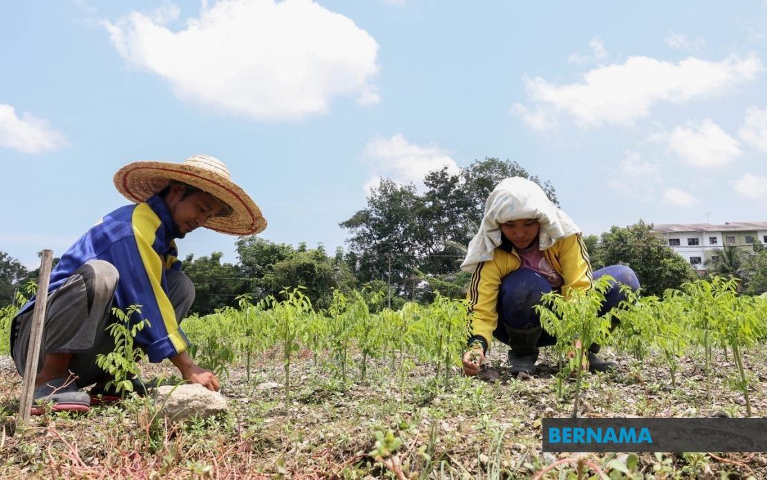 Heat Wave Ravages Crops Across Malaysia as 17 Areas Face Level 1 Alert