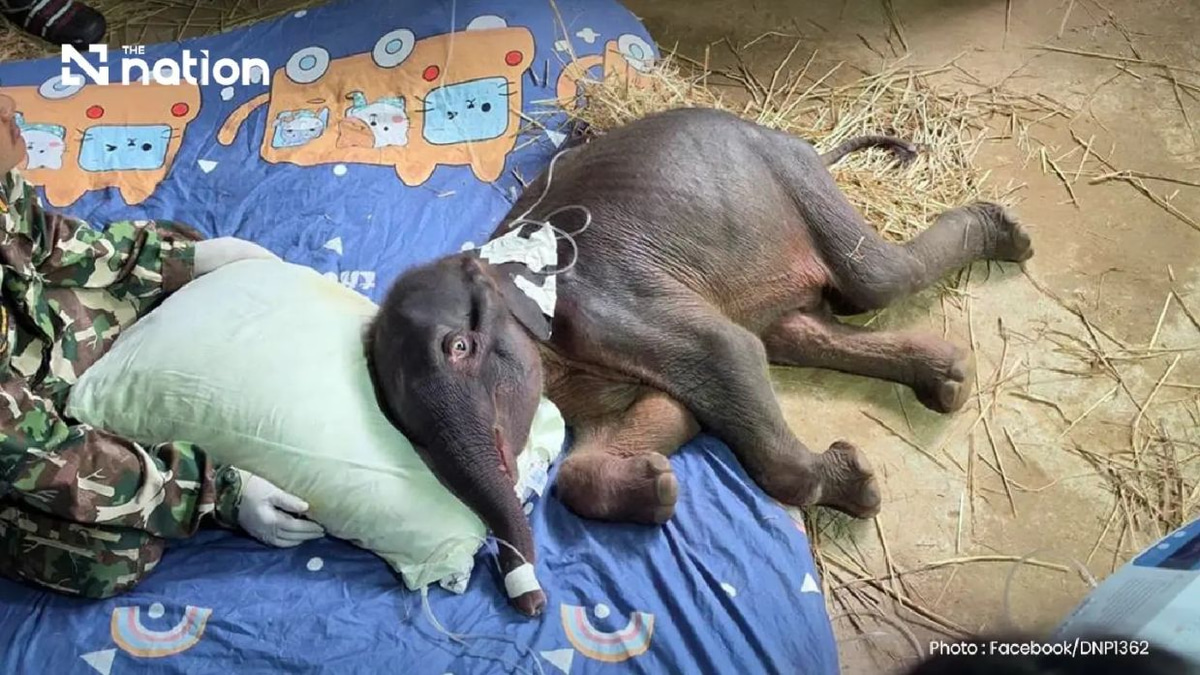 Wild elephant calf Jiew Sai Yok dies at Thai national park after kidney failure