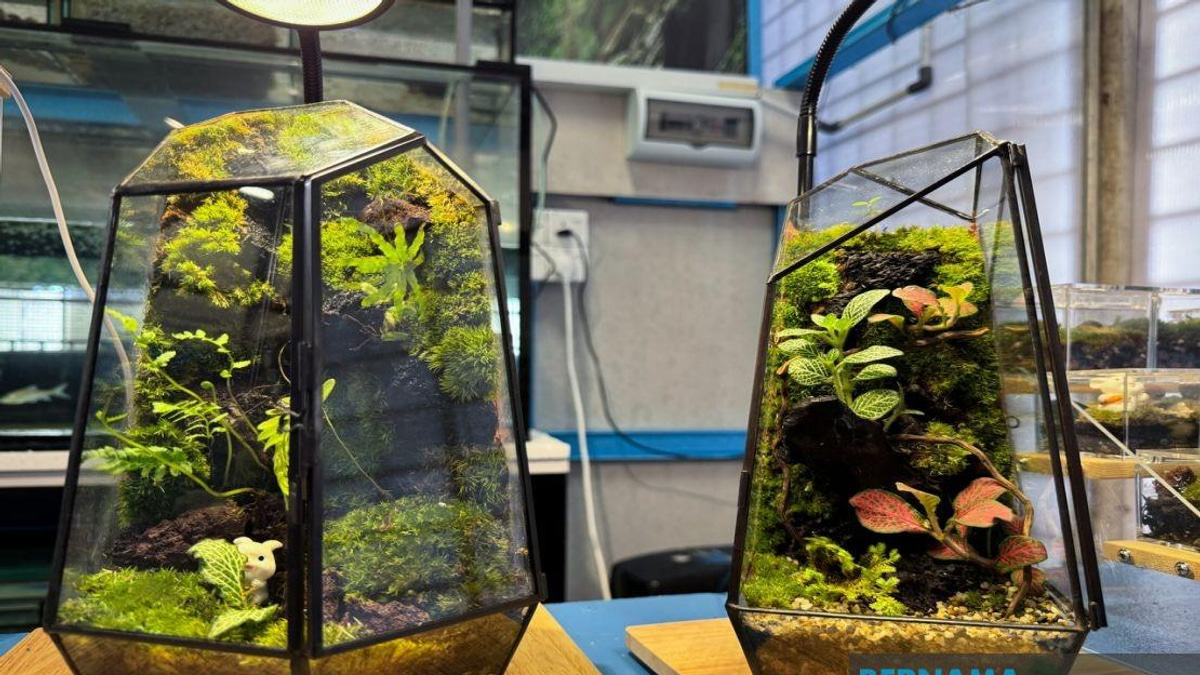 From YouTube Inspiration to Thriving Business: How a Jeli Polytechnic Student Built a Terrarium Empire