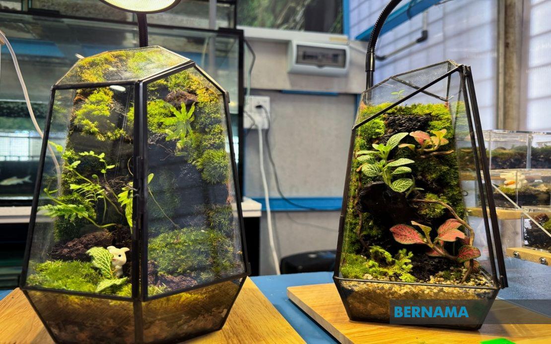 From YouTube Inspiration to Thriving Business: How a Jeli Polytechnic Student Built a Terrarium Empire