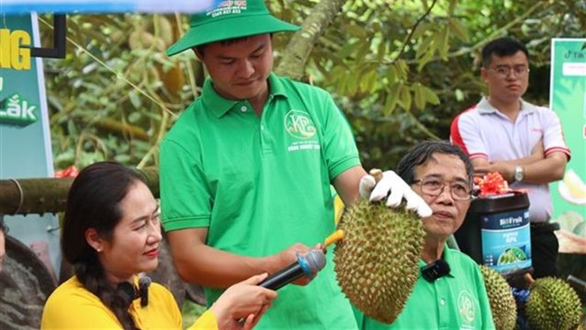 Vietnam's Durian Export Machine Stalls as Corruption Probe Exposes Certification Gaps