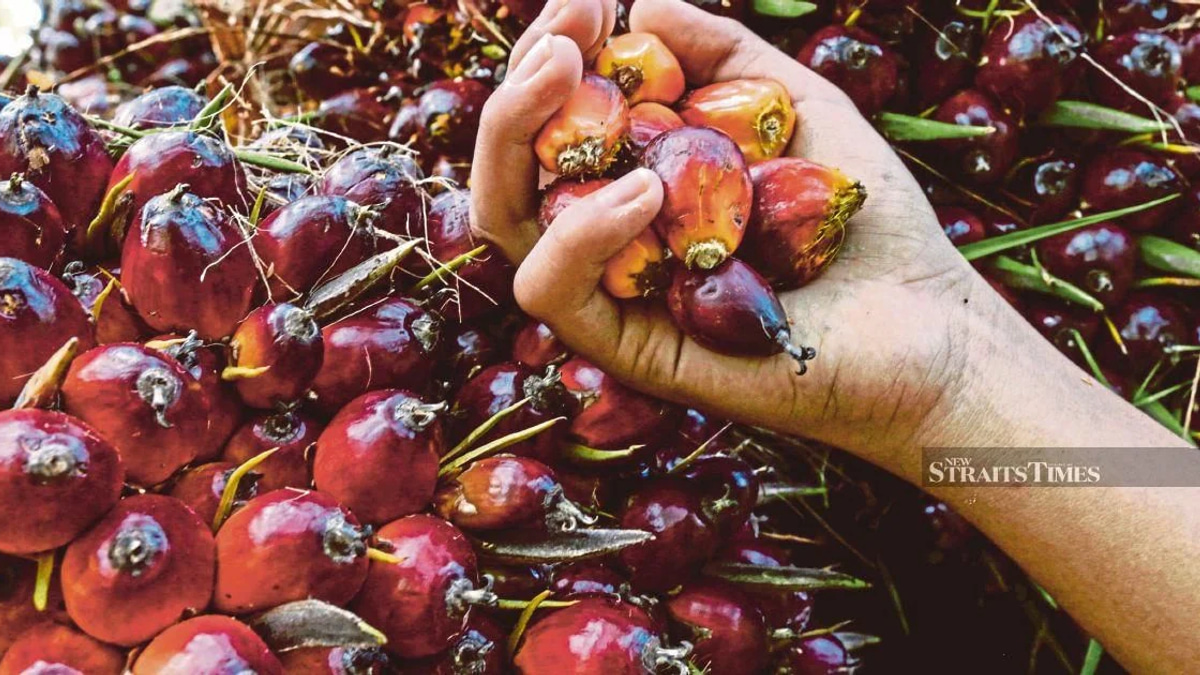 Ex-KLK Worker Denies Charges Over Hidden Palm Oil Stock Records