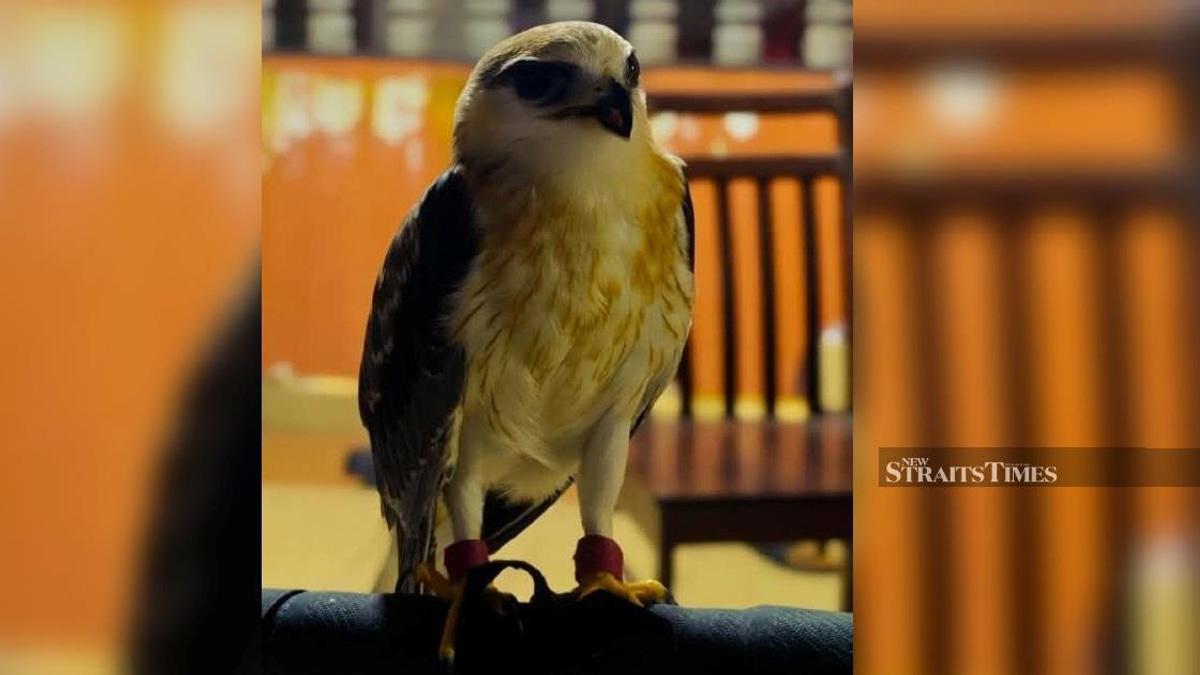 Police Seize Rare Black-winged Kite Worth RM100,000 in Kapar Enforcement Operation