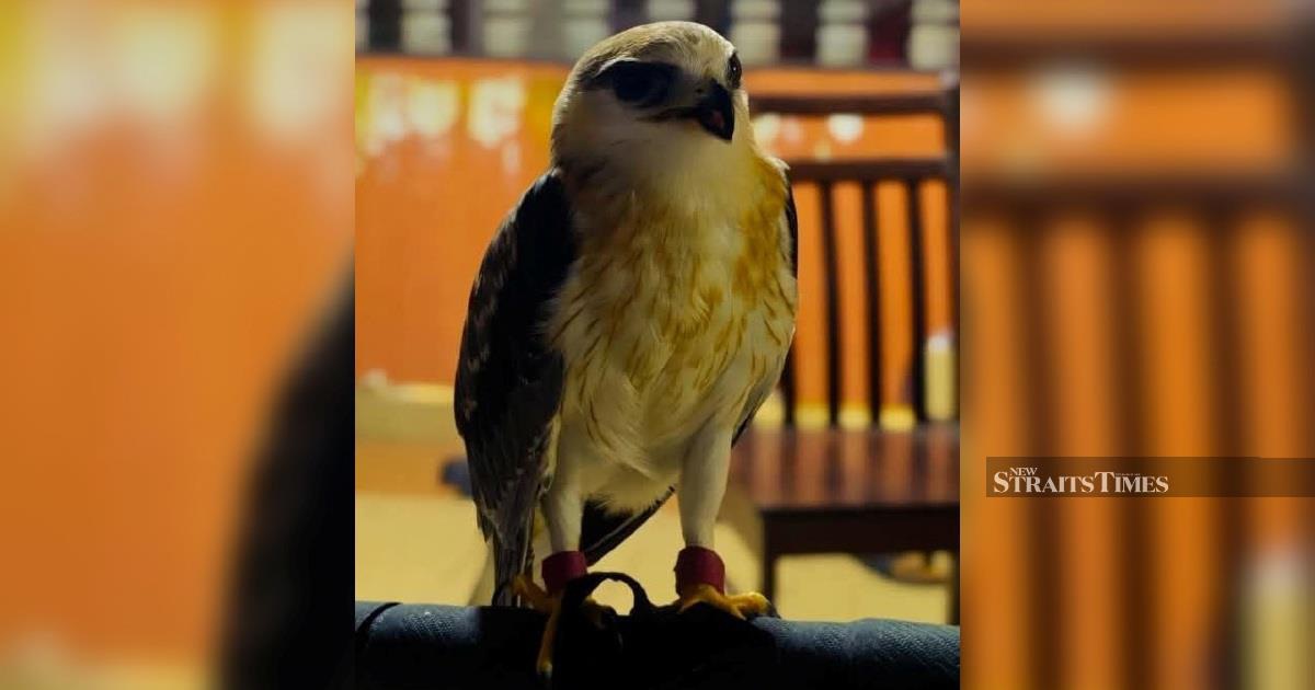 Police Seize Rare Black-winged Kite Worth RM100,000 in Kapar Enforcement Operation