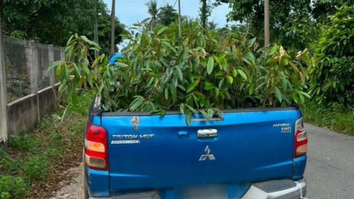 55-Year-Old Arrested After 52 Smuggled Durian Saplings Seized at Kelantan Border