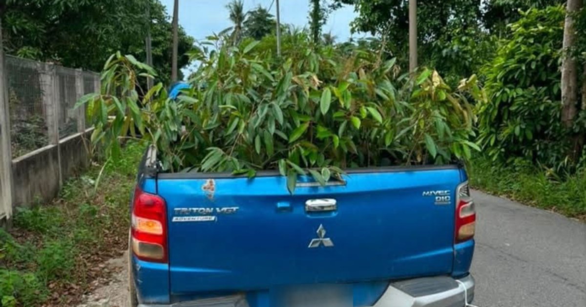 55-Year-Old Arrested After 52 Smuggled Durian Saplings Seized at Kelantan Border