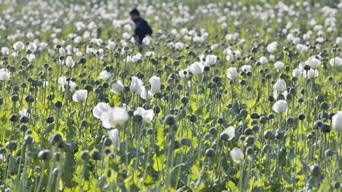 Myanmar police bust major drug trafficking operations, seizing 17.6kg heroin and million stimulant pills