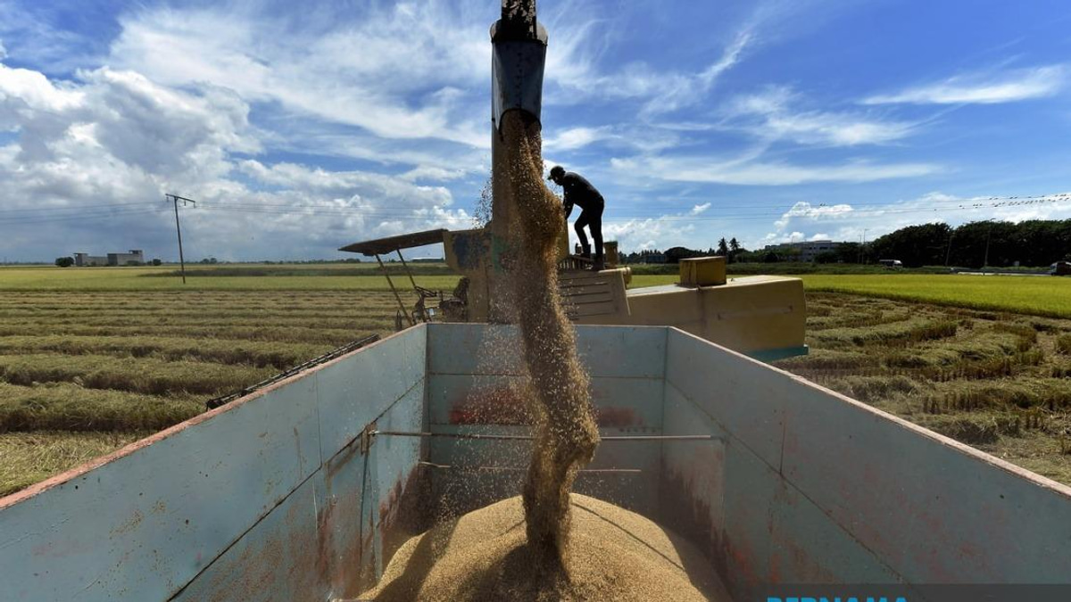Malaysia Moves to Strengthen Rice Market Controls With Tougher Penalties