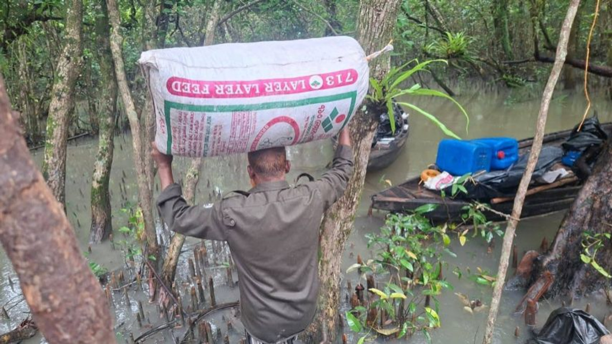 Bangladesh uncovers illegal poison-laced shrimp network in Sundarbans, raising public health concerns