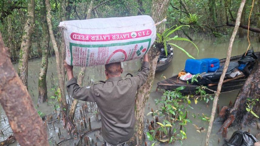 Bangladesh uncovers illegal poison-laced shrimp network in Sundarbans, raising public health concerns
