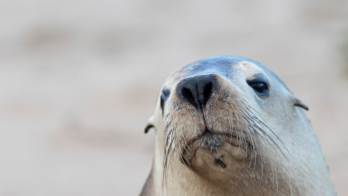 H5N1 Bird Flu Poses Grave Risk to Australia's Endangered Sea Lions, Experts Caution