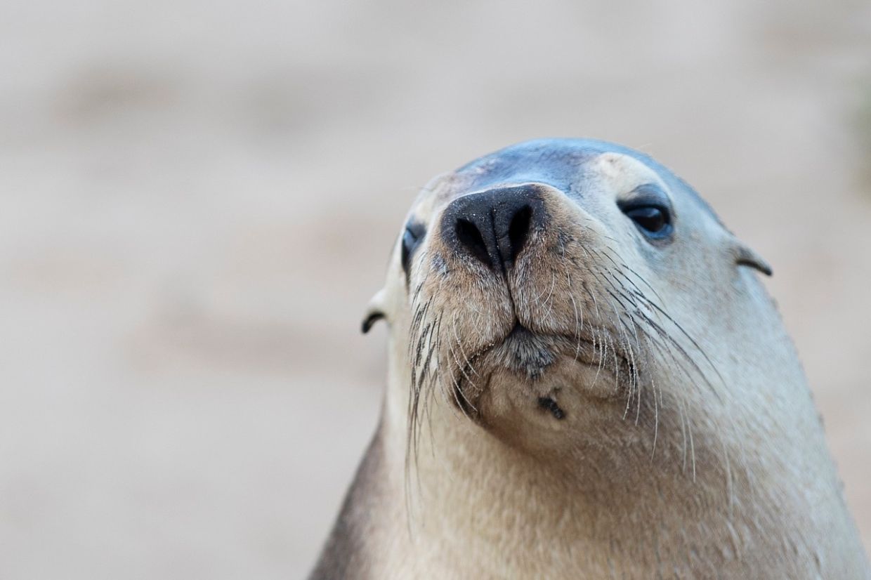 H5N1 Bird Flu Poses Grave Risk to Australia's Endangered Sea Lions, Experts Caution