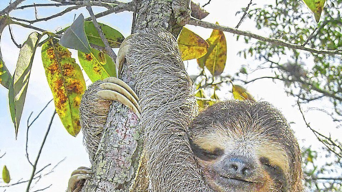 Ancient 'Jumping Genes' in Sloths May Unlock Secrets of Human Ageing and Disease