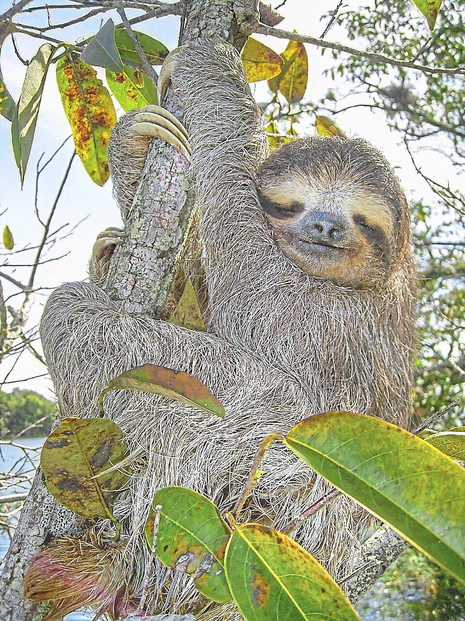 Ancient 'Jumping Genes' in Sloths May Unlock Secrets of Human Ageing and Disease