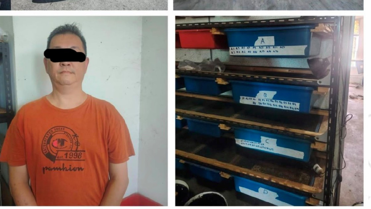 Man arrested as police rescue 89 protected turtles and tortoises in Kedah raids