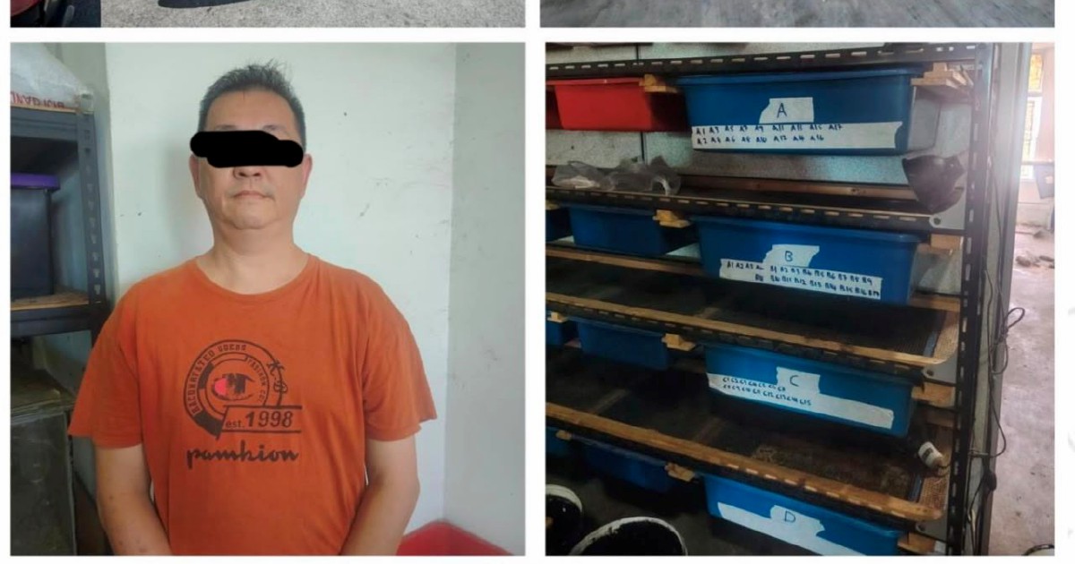 Man arrested as police rescue 89 protected turtles and tortoises in Kedah raids
