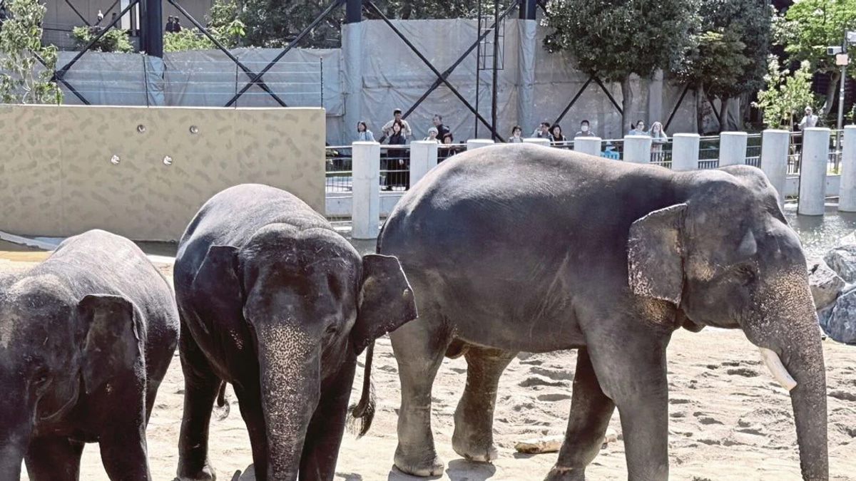 MACC launches investigation into Zoo Taiping elephant transfer to Japanese facility