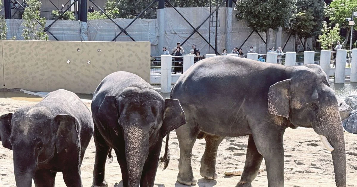 MACC launches investigation into Zoo Taiping elephant transfer to Japanese facility