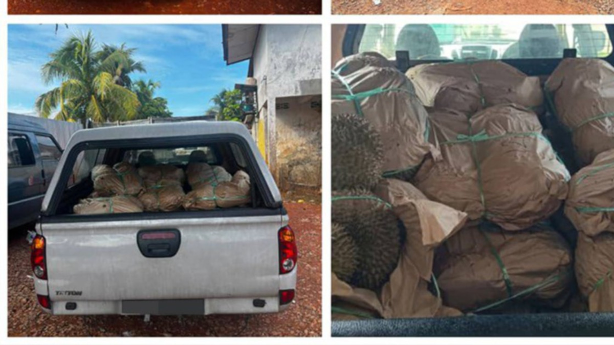 General Operations Force Busts Durian Smuggling Ring, Seizes RM50,000 Haul at Illegal Jetty