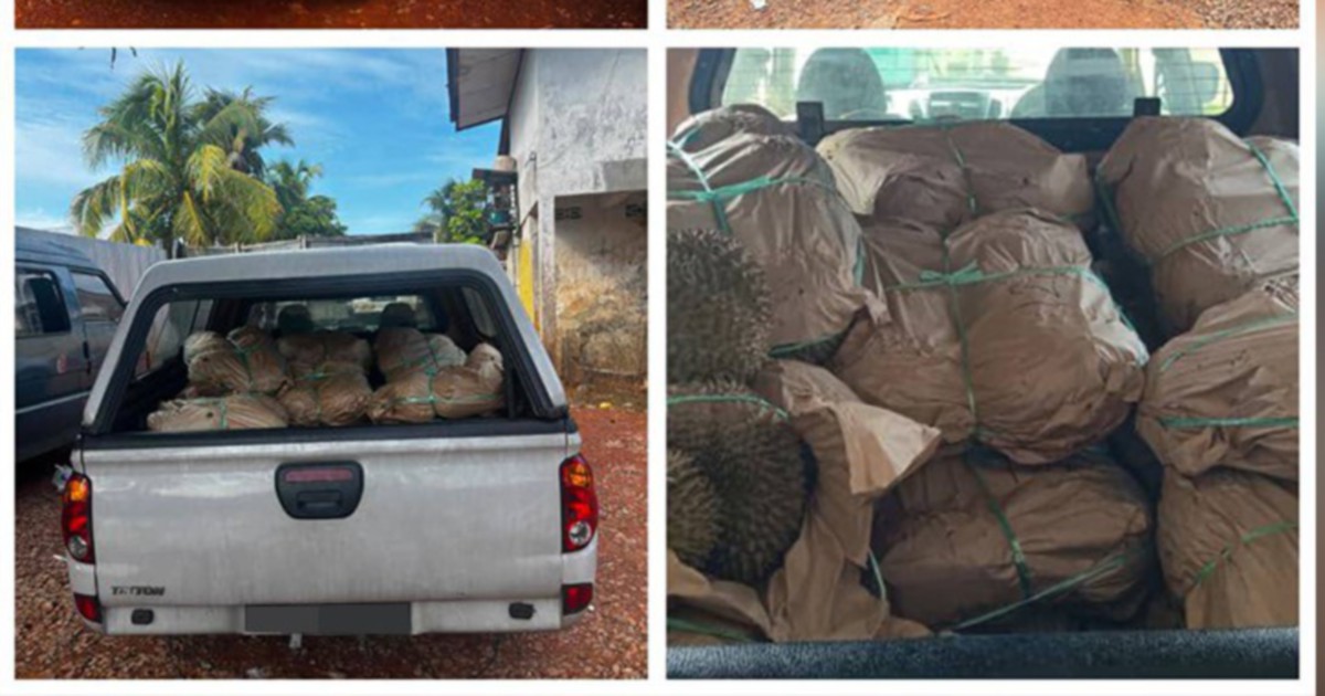 General Operations Force Busts Durian Smuggling Ring, Seizes RM50,000 Haul at Illegal Jetty