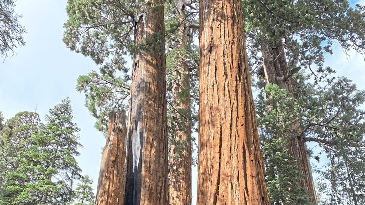 California's Ancient Giant Sequoias Face Uncertain Future as Restoration Pushes Forward