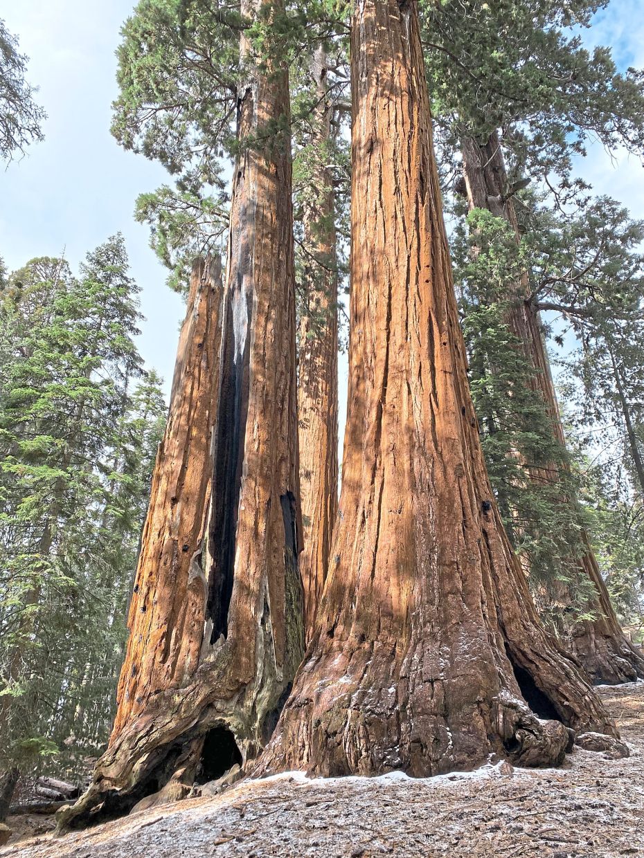 California's Ancient Giant Sequoias Face Uncertain Future as Restoration Pushes Forward
