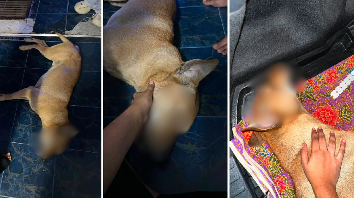 Police Investigate Dog's Death During Port Klang Stray Capture Operation