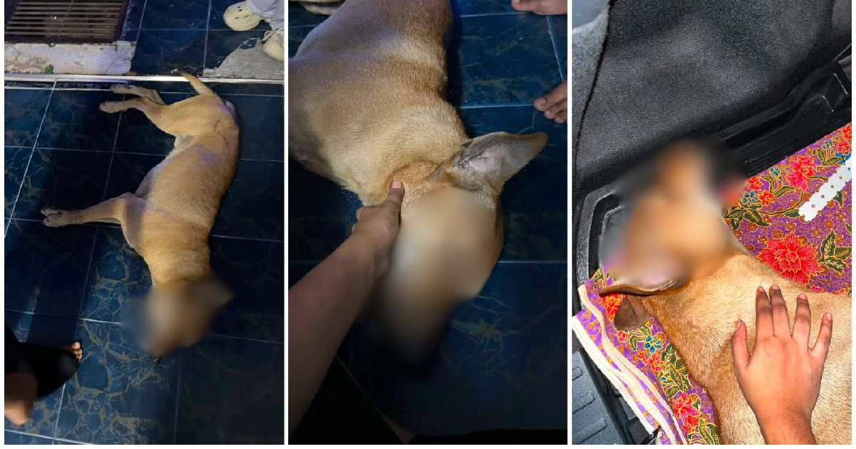 Police Investigate Dog's Death During Port Klang Stray Capture Operation