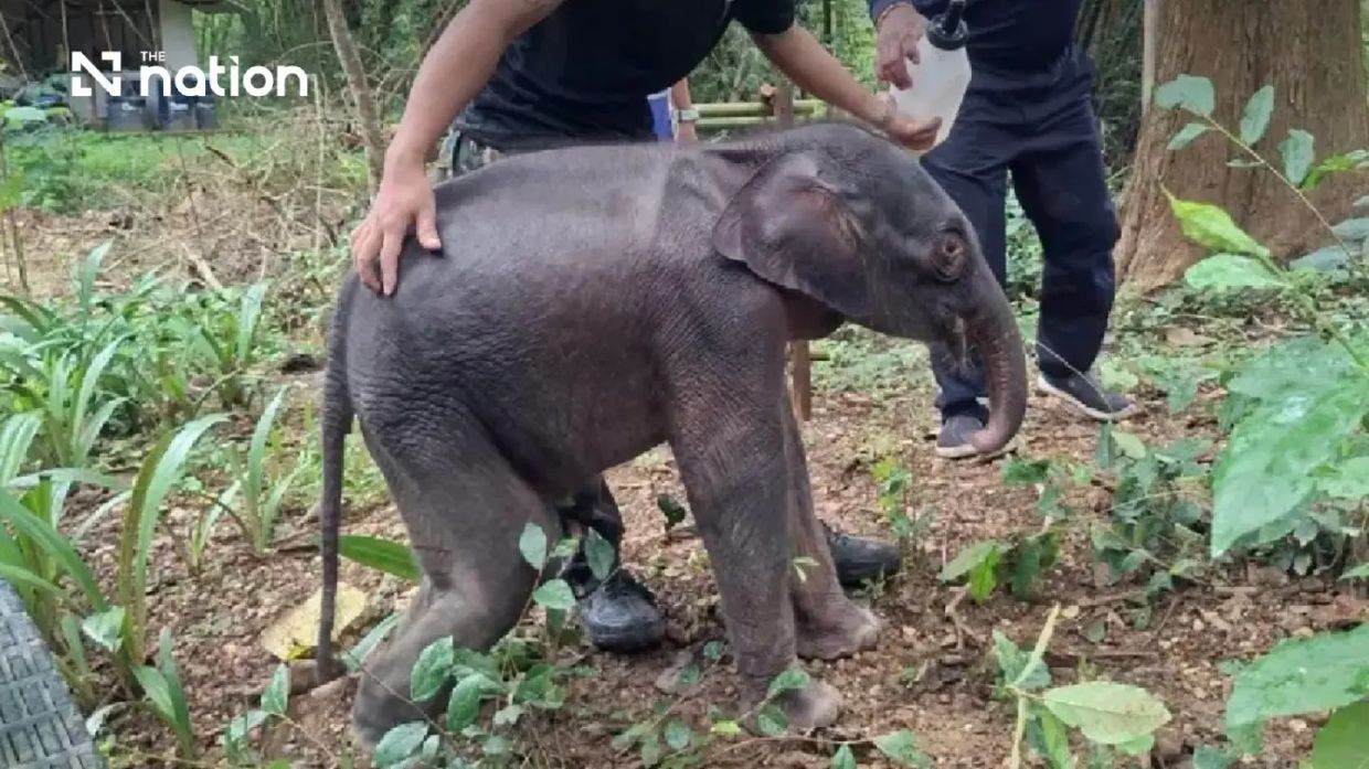 Thai Elephant Calf Fights for Life After Riverbank Rescue in Kanchanaburi