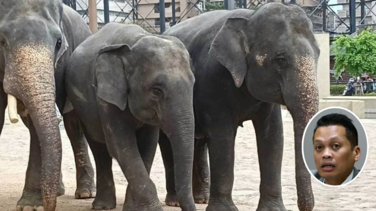 Nik Nazmi Denies Involvement in Alleged RM53mil Elephant Transfer Scandal