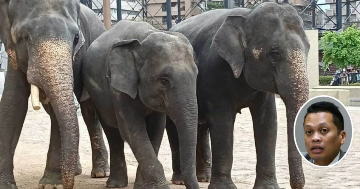 Nik Nazmi Denies Involvement in Alleged RM53mil Elephant Transfer Scandal