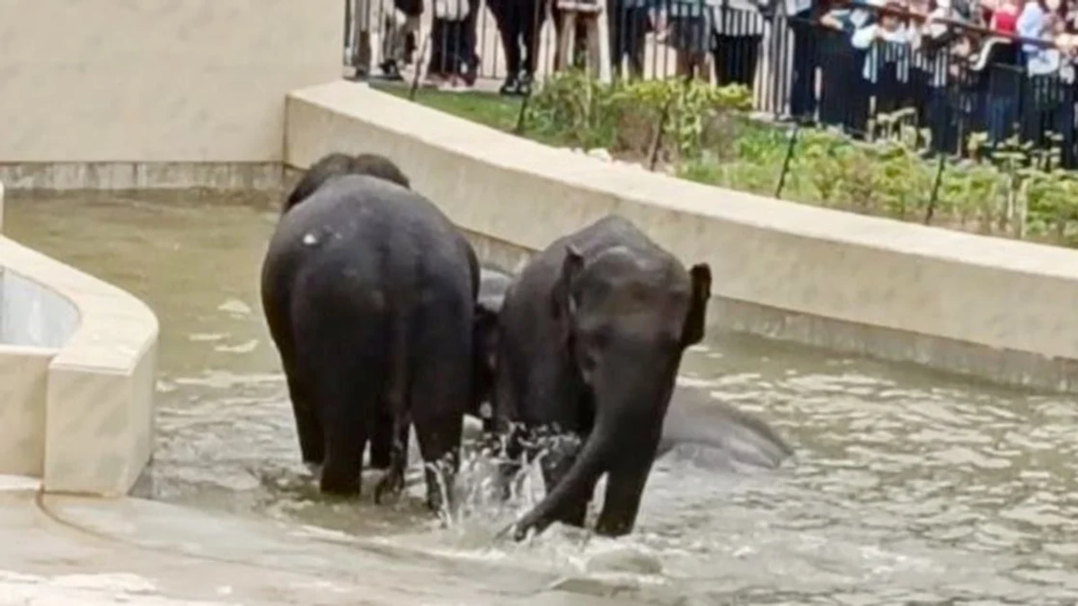 MACC's Elephant Transfer Probe Limited to Document Review
