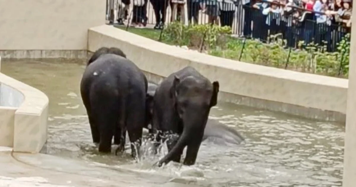 MACC's Elephant Transfer Probe Limited to Document Review