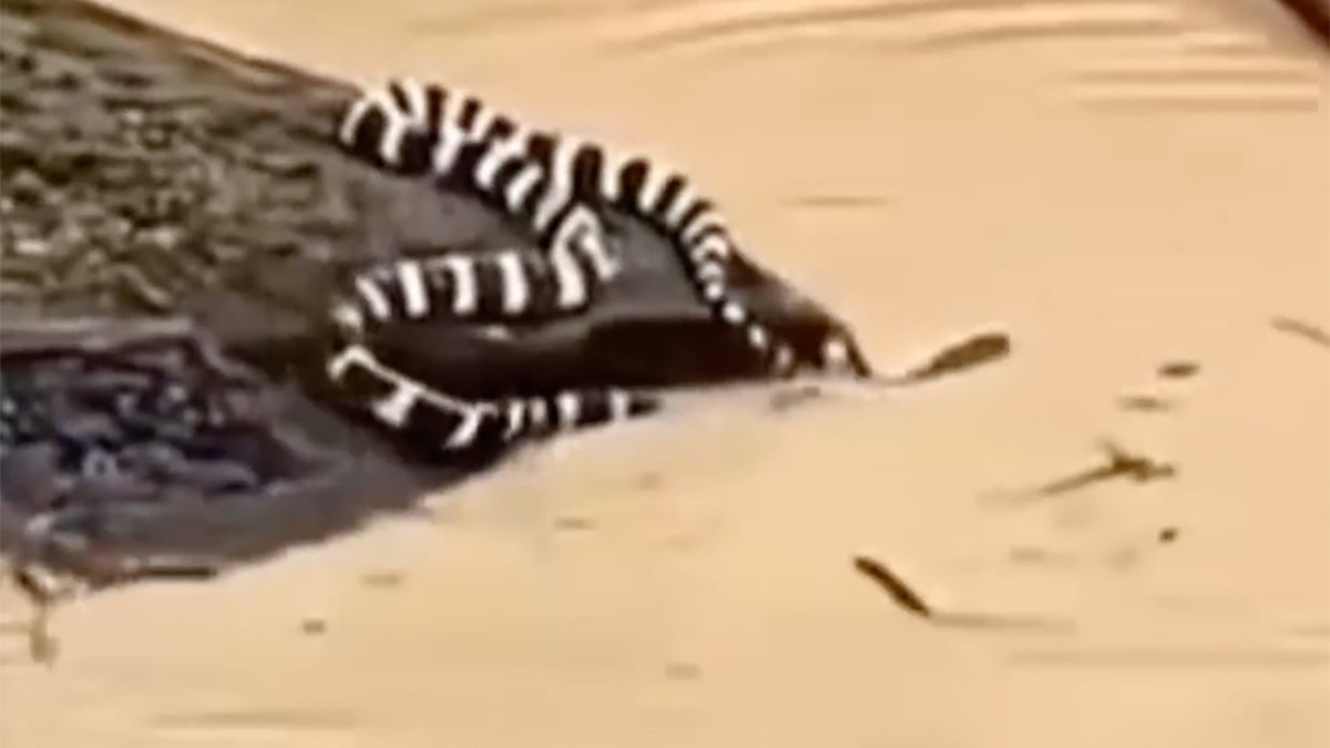 China's historic floods displace thousands as 900 snakes escape farm amid rare tornadoes