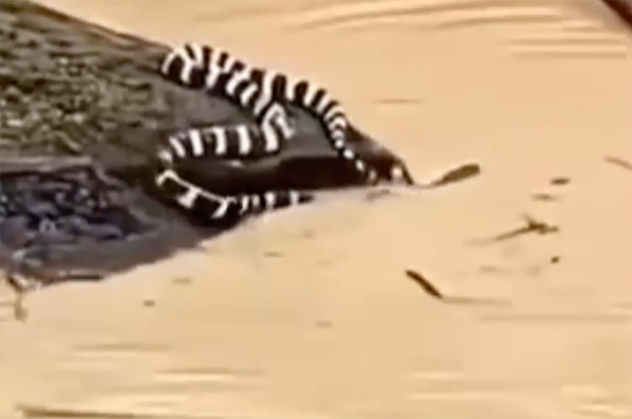 China's historic floods displace thousands as 900 snakes escape farm amid rare tornadoes