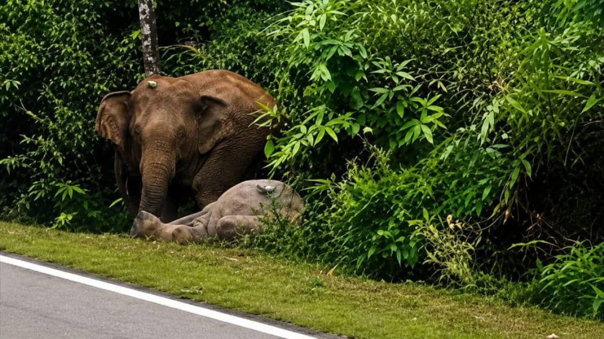 Mother Elephant Refuses to Leave Dead Calf on Mersing Road, Echoing Perak Tragedy