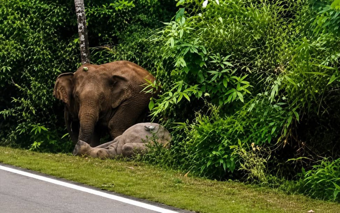 Mother Elephant Refuses to Leave Dead Calf on Mersing Road, Echoing Perak Tragedy